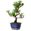 Pinus thunbergii Kotobuki, 23 cm, ± 10 ans