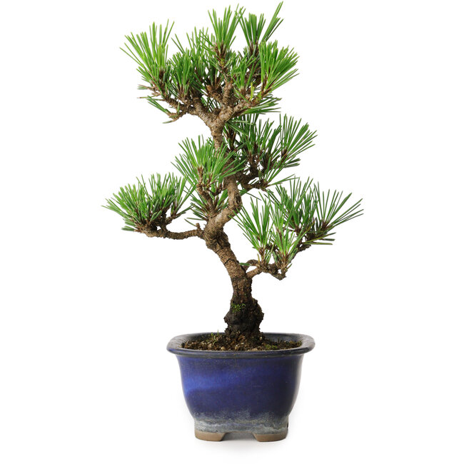 Pinus thunbergii Kotobuki, 23 cm, ± 10 jaar oud