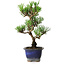 Pinus thunbergii Kotobuki, 23 cm, ± 10 ans