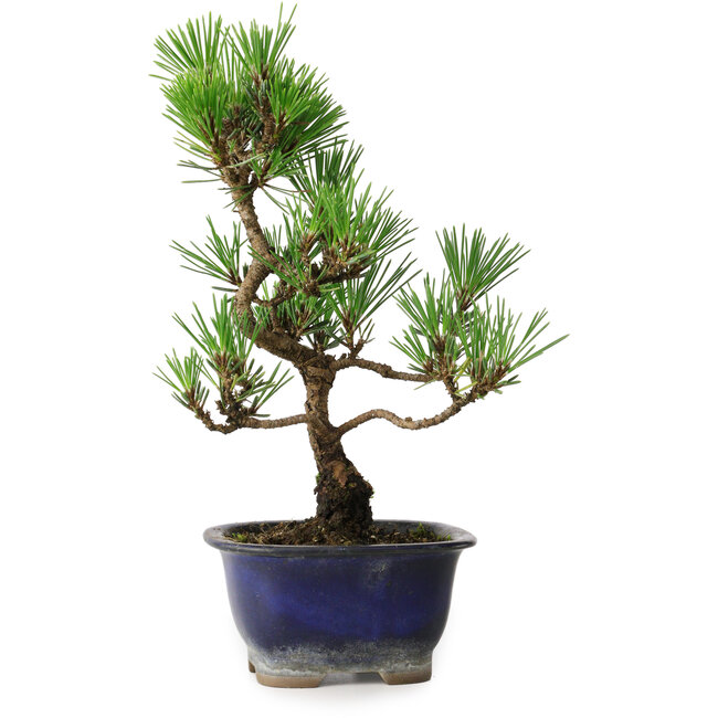 Pinus thunbergii Kotobuki, 23 cm, ± 10 jaar oud
