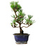 Pinus thunbergii Kotobuki, 23 cm, ± 10 jaar oud
