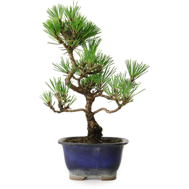 Pinus thunbergii Kotobuki, 23 cm, ± 10 jaar oud