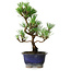 Pinus thunbergii Kotobuki, 23 cm, ± 10 jaar oud