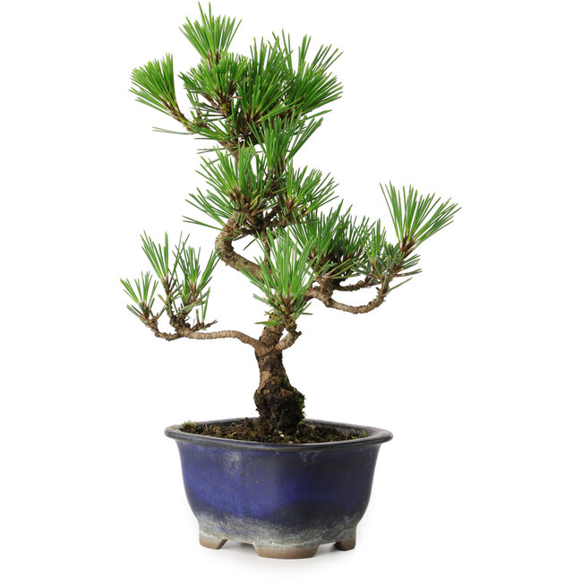 Pinus thunbergii Kotobuki, 23 cm, ± 10 jaar oud