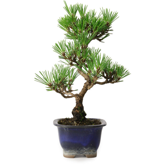 Pinus thunbergii Kotobuki, 23 cm, ± 10 years old