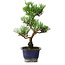 Pinus thunbergii Kotobuki, 23 cm, ± 10 ans