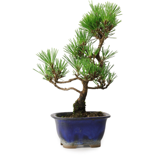 Pinus thunbergii Kotobuki, 23 cm, ± 10 Jahre alt
