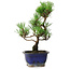 Pinus thunbergii Kotobuki, 23 cm, ± 10 años
