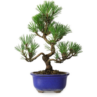 Pinus thunbergii Kotobuki, 24 cm, ± 10 años