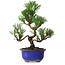 Pinus thunbergii Kotobuki, 24 cm, ± 10 jaar oud