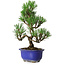 Pinus thunbergii Kotobuki, 24 cm, ± 10 jaar oud