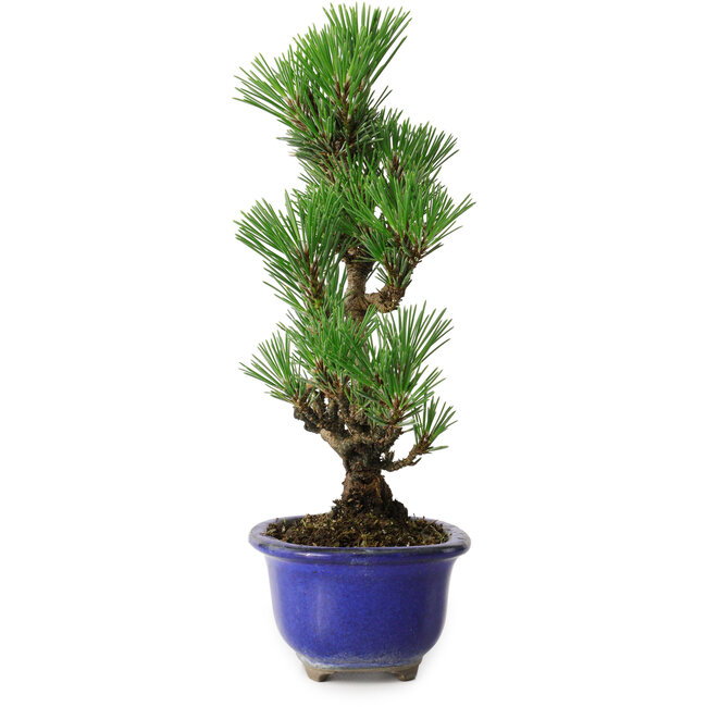 Pinus thunbergii Kotobuki, 24 cm, ± 10 años