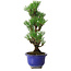Pinus thunbergii Kotobuki, 24 cm, ± 10 ans