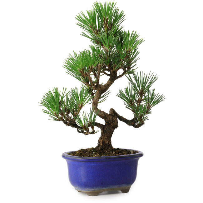 Pinus thunbergii Kotobuki, 24 cm, ± 10 años