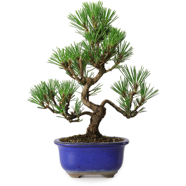 Pinus thunbergii Kotobuki, 24 cm, ± 10 jaar oud
