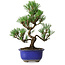 Pinus thunbergii Kotobuki, 24 cm, ± 10 años