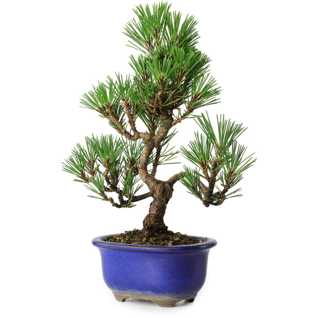 Pinus thunbergii Kotobuki, 24 cm, ± 10 años