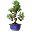 Pinus thunbergii Kotobuki, 24 cm, ± 10 años