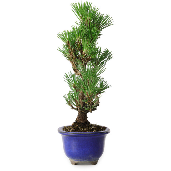 Pinus thunbergii Kotobuki, 24 cm, ± 10 anni