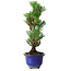 Pinus thunbergii Kotobuki, 24 cm, ± 10 ans