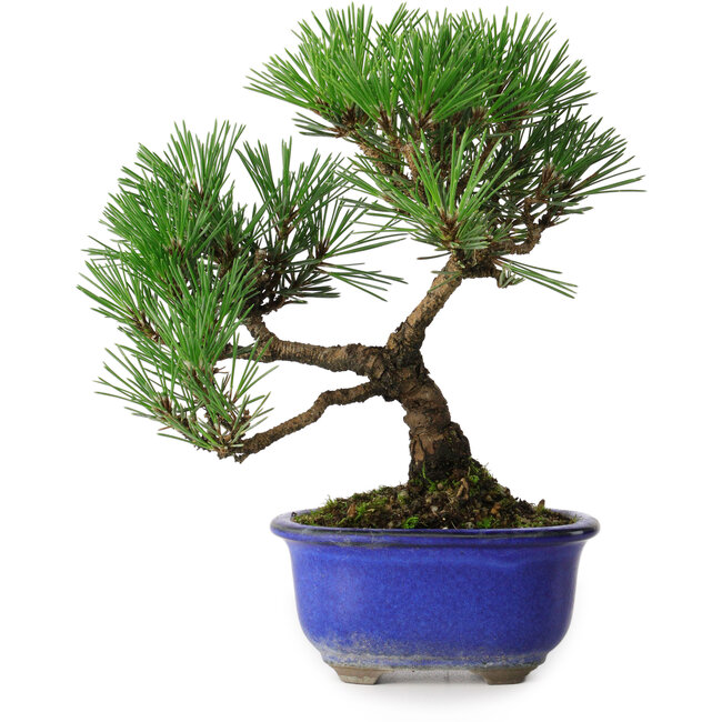 Pinus thunbergii Kotobuki, 20 cm, ± 10 ans