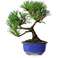 Pinus thunbergii Kotobuki, 20 cm, ± 10 años