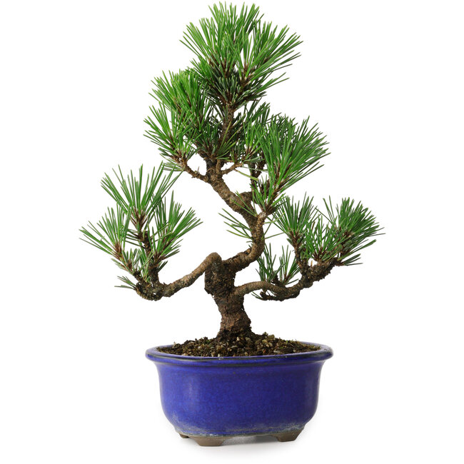 Pinus thunbergii Kotobuki, 24 cm, ± 10 anni