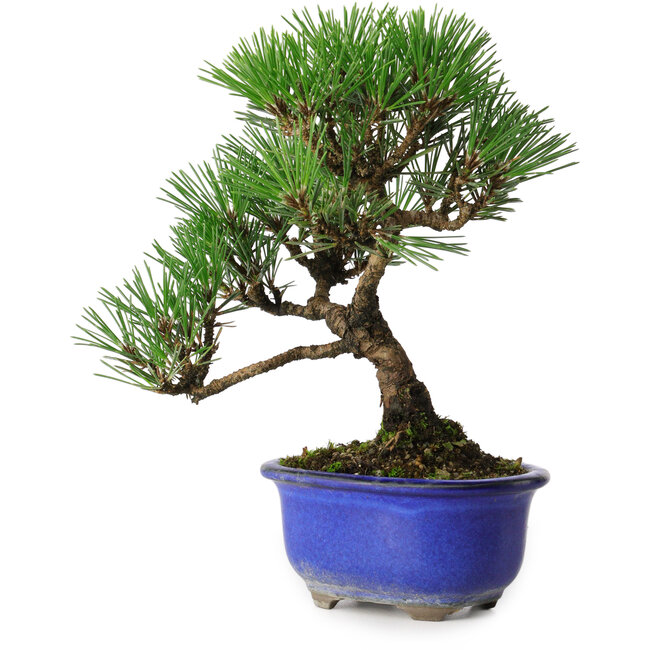 Pinus thunbergii Kotobuki, 20 cm, ± 10 años