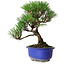 Pinus thunbergii Kotobuki, 20 cm, ± 10 años