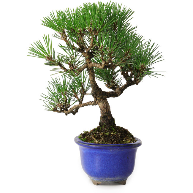 Pinus thunbergii Kotobuki, 20 cm, ± 10 Jahre alt