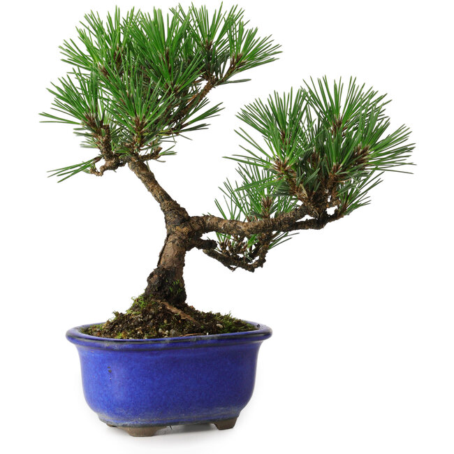 Pinus thunbergii Kotobuki, 20 cm, ± 10 jaar oud