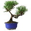 Pinus thunbergii Kotobuki, 20 cm, ± 10 años