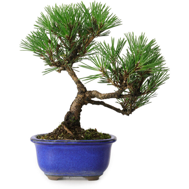 Pinus thunbergii Kotobuki, 20 cm, ± 10 years old