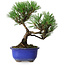 Pinus thunbergii Kotobuki, 20 cm, ± 10 años