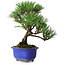 Pinus thunbergii Kotobuki, 20 cm, ± 10 años