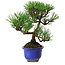 Pinus thunbergii Kotobuki, 20 cm, ± 10 años