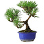 Pinus thunbergii Kotobuki, 20 cm, ± 10 jaar oud