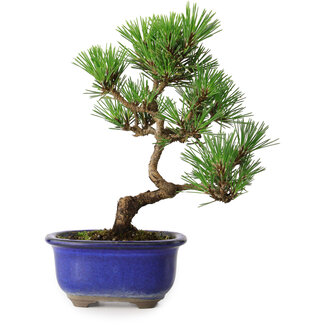 Pinus thunbergii Kotobuki, 22 cm, ± 10 ans