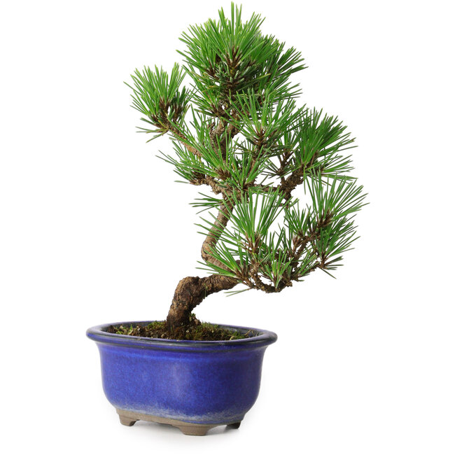 Pinus thunbergii Kotobuki, 22 cm, ± 10 jaar oud