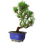 Pinus thunbergii Kotobuki, 22 cm, ± 10 jaar oud