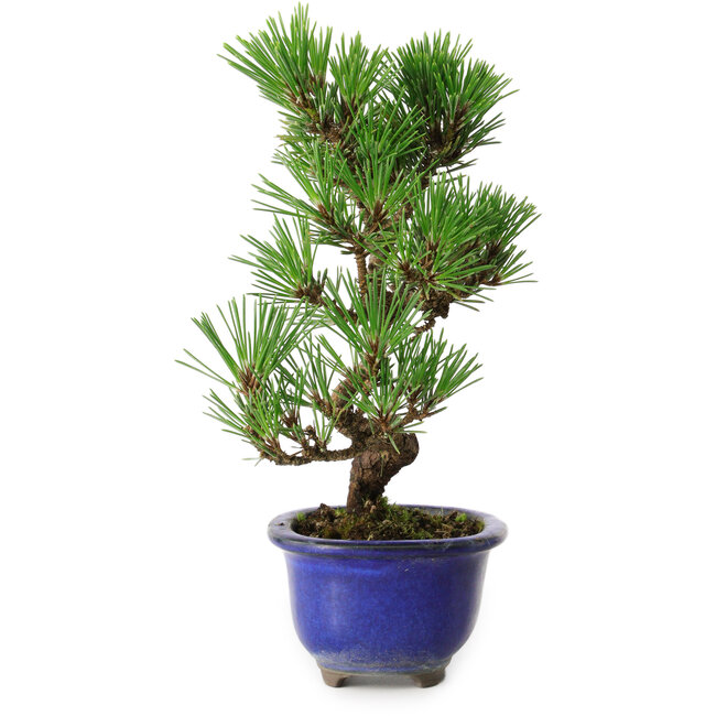 Pinus thunbergii Kotobuki, 22 cm, ± 10 jaar oud