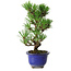Pinus thunbergii Kotobuki, 22 cm, ± 10 jaar oud
