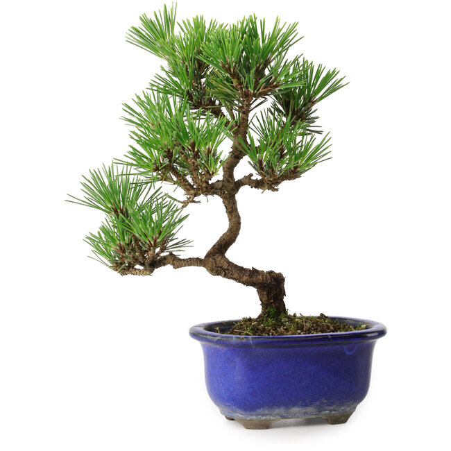 Pinus thunbergii Kotobuki, 22 cm, ± 10 jaar oud