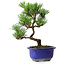 Pinus thunbergii Kotobuki, 22 cm, ± 10 jaar oud