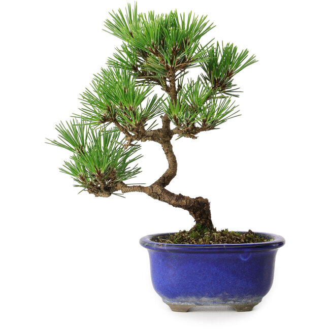 Pinus thunbergii Kotobuki, 22 cm, ± 10 anni