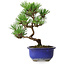 Pinus thunbergii Kotobuki, 22 cm, ± 10 jaar oud