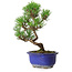 Pinus thunbergii Kotobuki, 22 cm, ± 10 ans