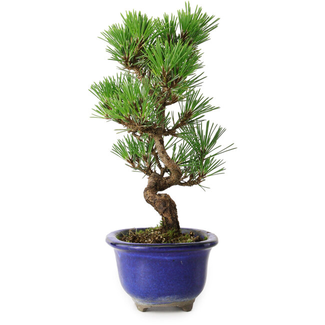 Pinus thunbergii Kotobuki, 22 cm, ± 10 jaar oud
