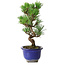 Pinus thunbergii Kotobuki, 22 cm, ± 10 jaar oud