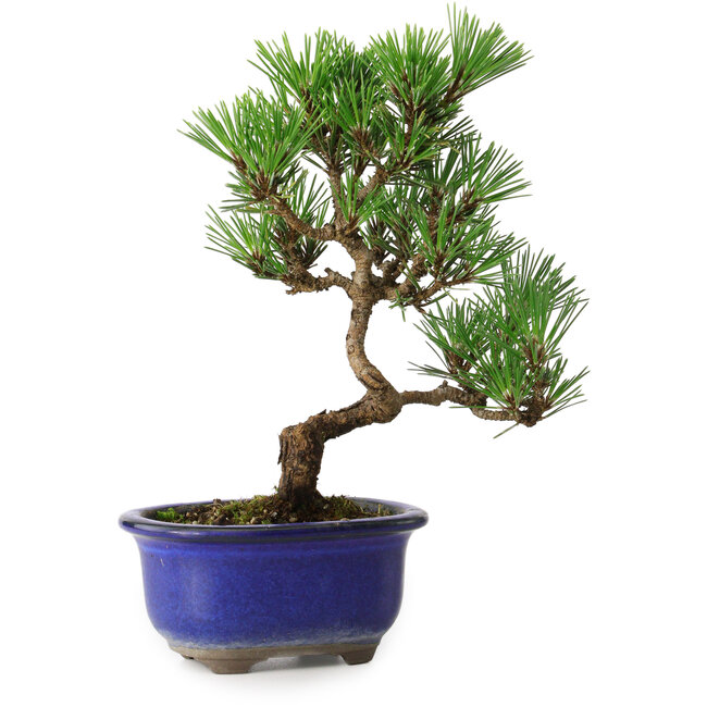 Pinus thunbergii Kotobuki, 22 cm, ± 10 jaar oud